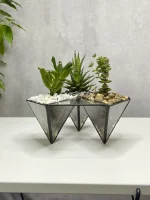 три суккулента в флорариуме НЛО