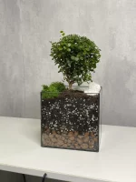 Мирт (мирсина) в флорариуме квадрат M