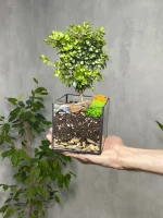 Мирт (мирсина) в флорариуме квадрат S