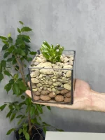 Суккулент в флорариуме квадрат S
