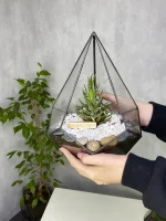 Хавортия в флорариуме капелька S