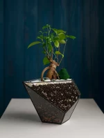 Бонсай микрокарпа гинсенг в флорариуме капелька S