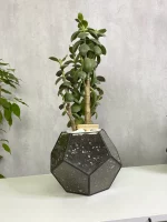 Денежное дерево крассула в флорариуме шар S