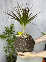 Драцена в флорариуме шар M