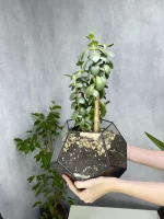 Денежное дерево (толстянка крассула) в флорариуме Шар M (Medium, средний)