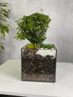 Мирт (мирсина) в флорариуме квадрат M