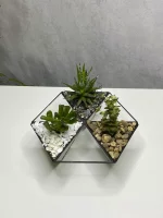 три суккулента в флорариуме НЛО