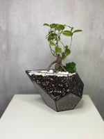 Бонсай микрокарпа гинсенг в флорариуме капелька S