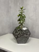 Денежное дерево крассула в флорариуме шар S