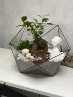 Бонсай микрокарпа гинсенг в флорариуме икосаэдр L (Large, большой)