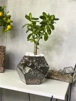 Денежное дерево крассула в флорариуме шар S