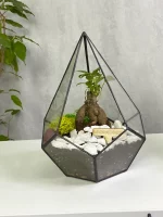 Бонсай микрокарпа гинсенг в флорариуме капелька S