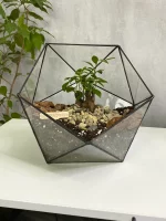 Бонсай микрокарпа гинсенг в флорариуме икосаэдр L (Large, большой)