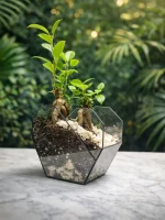 два бонсая микрокарпа в флорариуме сердце