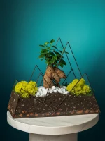 Бонсай микрокарпа гинсенг в флорариуме Горы