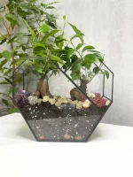 два бонсая микрокарпа в флорариуме сердце