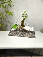 Бонсай микрокарпа гинсенг в флорариуме Горы — изображение 3