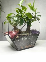 два бонсая микрокарпа в флорариуме сердце