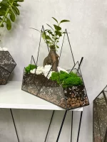 Бонсай микрокарпа гинсенг в флорариуме Горы — изображение 4