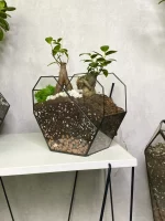 два бонсая микрокарпа в флорариуме сердце