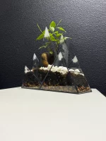 Бонсай микрокарпа гинсенг в флорариуме Горы — изображение 2