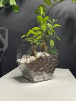 два бонсая микрокарпа в флорариуме сердце