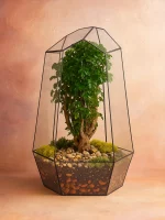 Бонсай фрутикоза полисциас в Айсберге 45*30 см — изображение 3