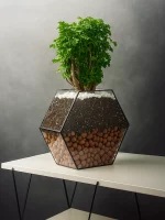 Бонсай фрутикоза полисциас в флорариуме Гексагон