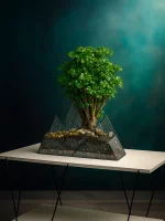 Бонсай фрутикоза полисциас в флорариуме Горы — изображение 2