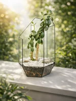 Денежное дерево крассула в флорариуме осколок