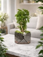 Бонсай фрутикоза в флорариуме скошенный квадрат M