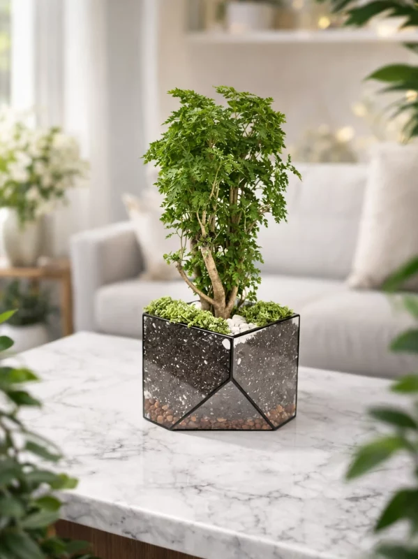 Бонсай фрутикоза в флорариуме скошенный квадрат M