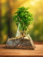 Бонсай фрутикоза полисциас в флорариуме Горы