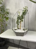 Денежное дерево крассула в флорариуме осколок