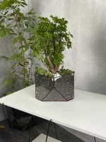 Бонсай фрутикоза в флорариуме скошенный квадрат M