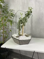 Денежное дерево крассула в флорариуме осколок