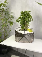 Бонсай фрутикоза в флорариуме скошенный квадрат L