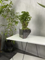 Бонсай фрутикоза в флорариуме скошенный квадрат M