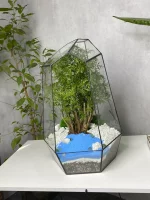 Бонсай фрутикоза полисциас в Айсберге 45*30 см — изображение 5