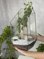 Денежное дерево крассула в флорариуме осколок