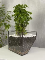 Бонсай фрутикоза в флорариуме скошенный квадрат L