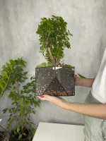 Бонсай фрутикоза в флорариуме скошенный квадрат M