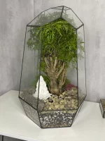 Бонсай фрутикоза полисциас в Айсберге 45*30 см — изображение 6