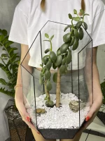 Денежное дерево крассула в флорариуме осколок