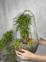 Бонсай фрутикоза полисциас в Айсберге 45*30 см — изображение 2