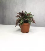 Растение Peperomia rosso (Пеперомия Россо)