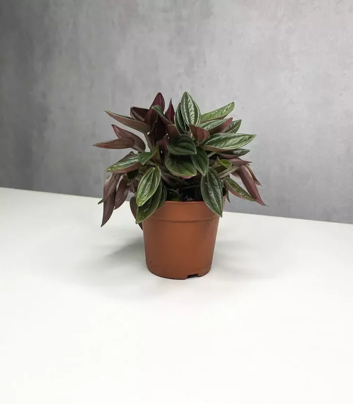 Растение Peperomia rosso (Пеперомия Россо)