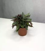 Растение Peperomia rosso (Пеперомия Россо)