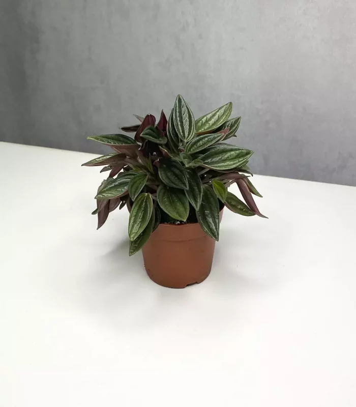 Растение Peperomia rosso (Пеперомия Россо)