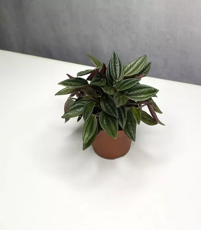 Растение Peperomia rosso (Пеперомия Россо)